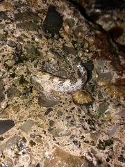 Coryphoblennius galerita