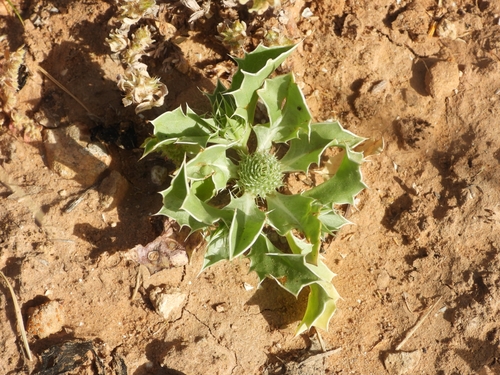 Eryngium ilicifolium