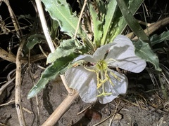 Oenothera harringtonii