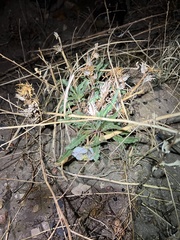 Oenothera harringtonii