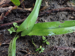 Colchicum eucomoides