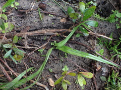 Colchicum eucomoides