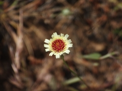 Asteraceae