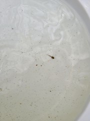 Ambystoma macrodactylum