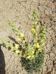 Verbascum sinuatum