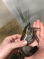 Macrobrachium carcinus