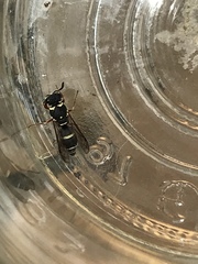 Parancistrocerus minimoferus