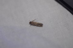 Platyedra subcinerea