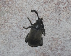 Pachymerus nucleorum