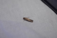 Platyedra subcinerea