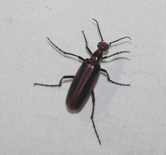 Pyrota tenuicostatis