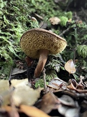 Xerocomus squamulosus