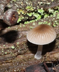 Mycena carmeliana