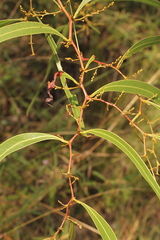 Acacia macradenia