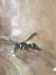 Parancistrocerus minimoferus