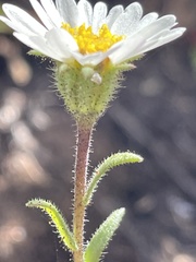 Layia erubescens