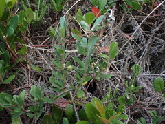 Rhoicissus tridentata tridentata