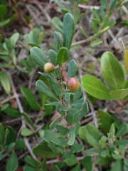 Rhoicissus tridentata tridentata