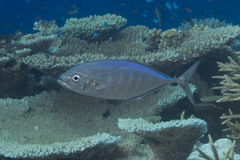 Craterognathus plagiotaenia