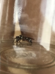 Parancistrocerus minimoferus