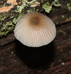 Mycena carmeliana
