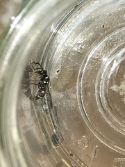 Parancistrocerus minimoferus