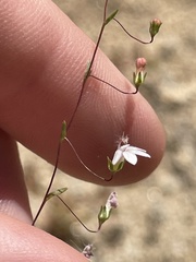 Nemacladus secundiflorus