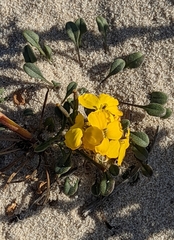 Erysimum menziesii