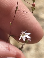 Nemacladus secundiflorus