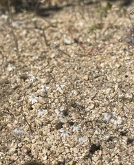 Nemacladus secundiflorus