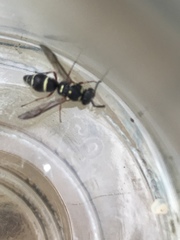 Parancistrocerus minimoferus