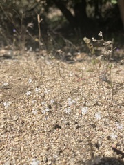 Nemacladus secundiflorus