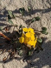 Erysimum menziesii