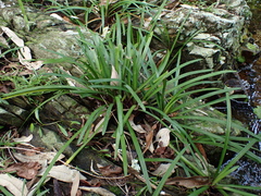 Tulbaghia maritima