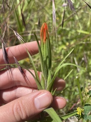 Castilleja minor