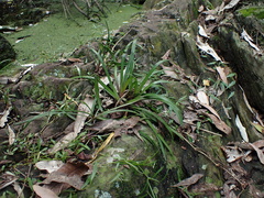 Tulbaghia maritima