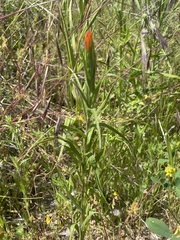 Castilleja minor