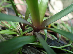 Tulbaghia maritima