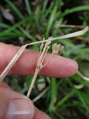 Tulbaghia maritima