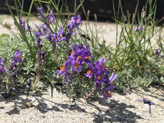 Linaria alpina alpina