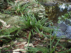 Tulbaghia maritima