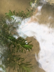 Elodea nuttallii