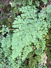 Adiantum shastense