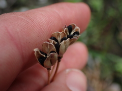 Tulbaghia maritima