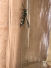 Parancistrocerus minimoferus