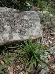 Tulbaghia maritima