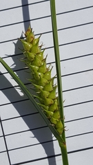 Carex vesicaria
