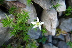 Sagina saginoides