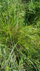 Carex vesicaria