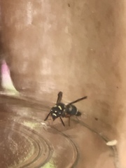 Parancistrocerus minimoferus